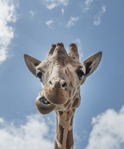 giraffe-556893_640
